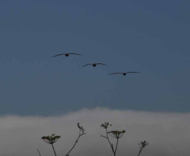 Stinson Beach